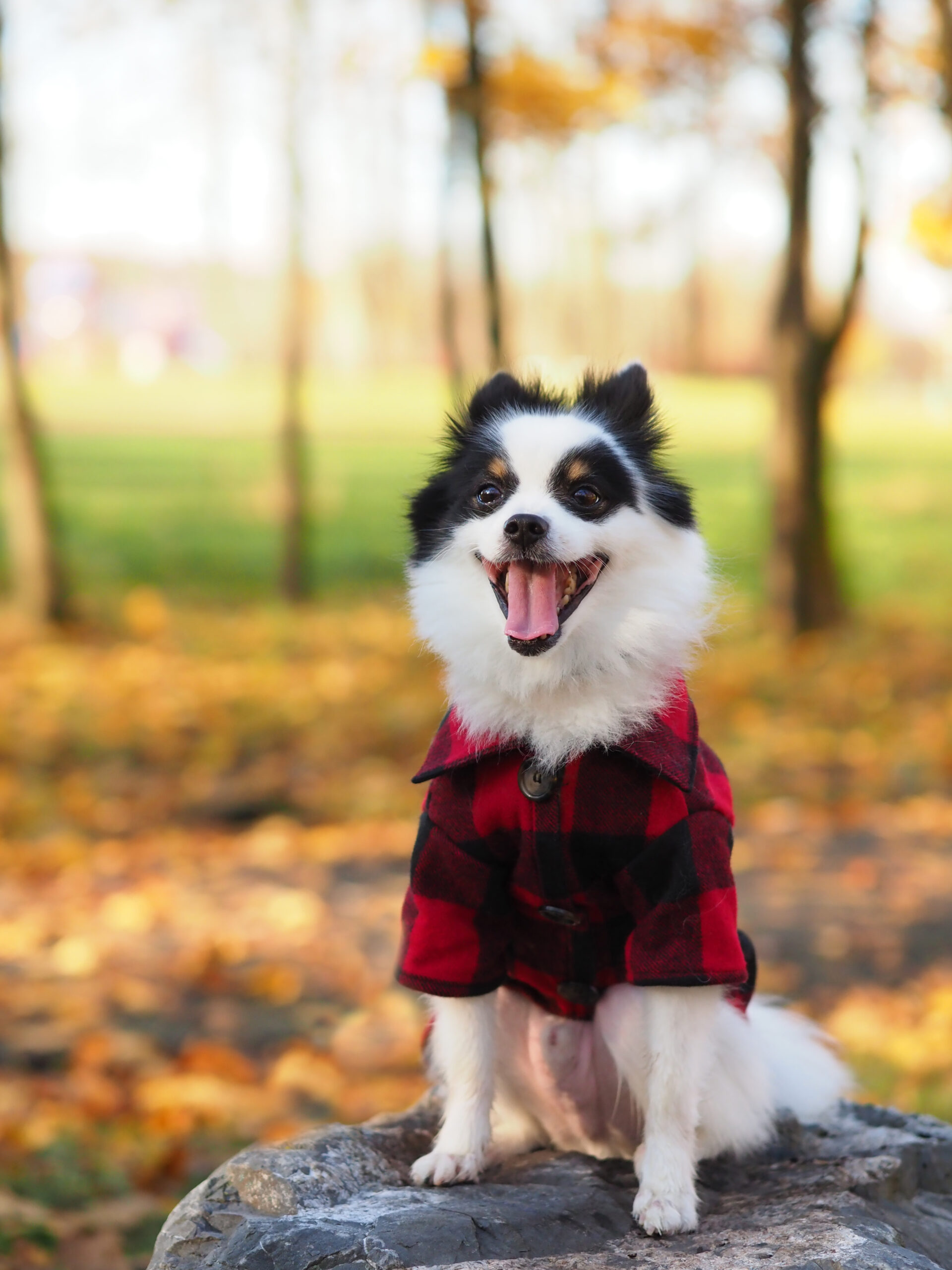 12 Tips for Better Pet Photography