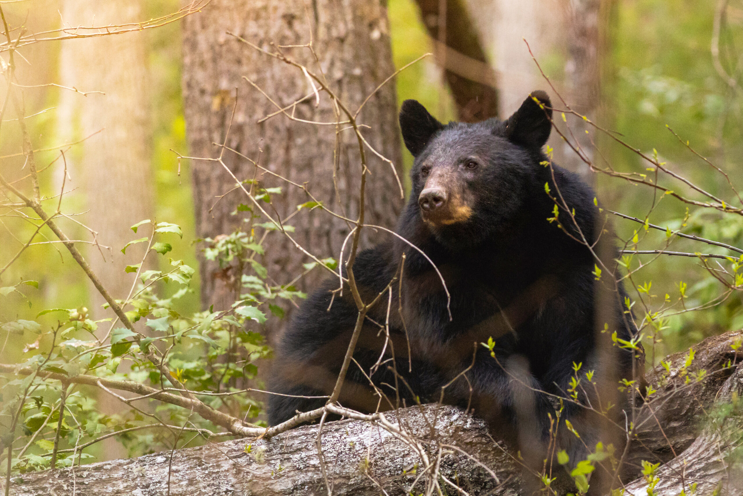10 “Must See” Spots in Great Smoky Mountains National Park