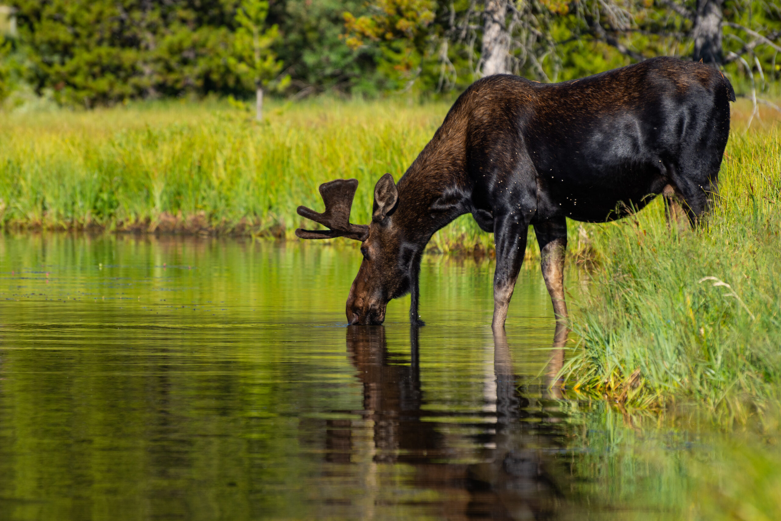 The Best National Forests in Each Region with Greg M. Peters